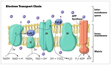 reactants of electron transport chain|Biochemistry, Electron Transport Chain .